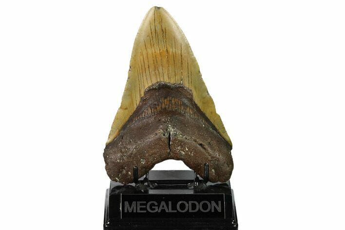 Huge, Fossil Megalodon Tooth - North Carolina #146781